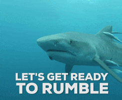Lets Get Ready To Rumble Discovery GIF by Shark Week