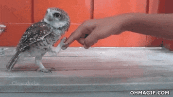 owl hello GIF