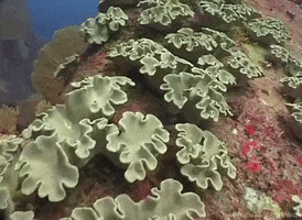 Marine Biology Ocean GIF