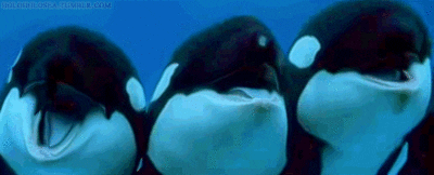 whale singing GIF