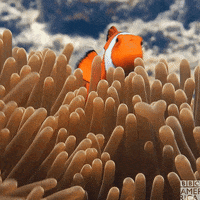 Finding Nemo Mood GIF by BBC America
