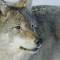 Pbs Nature Wolf GIF by Nature on PBS