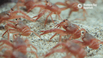red crab goodbye GIF by Monterey Bay Aquarium