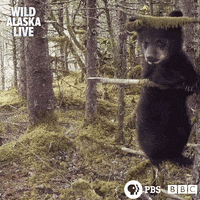 bbc one bear GIF by BBC
