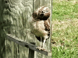 interested owl GIF