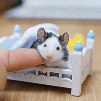 cute little mouse GIF