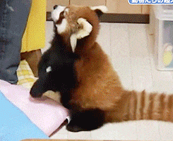 hungry red panda GIF