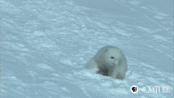 polar bear animals of winter GIF by ThirteenWNET