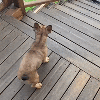 Happy Dog GIF by JustViral