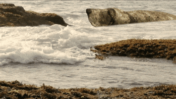 Basset Hound Water GIF by Four Rest Films