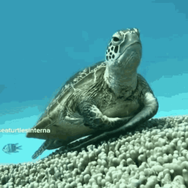 turtle-sea.gif