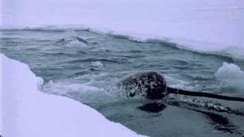 narwhal GIF by Nat Geo Wild