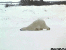 polar bear snow GIF
