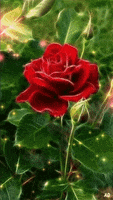rose GIF