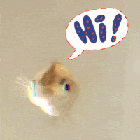 Fish Hello GIF by curly_mads