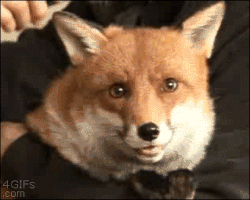 foxy GIF