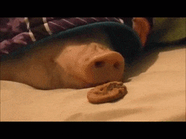 lazy pig GIF