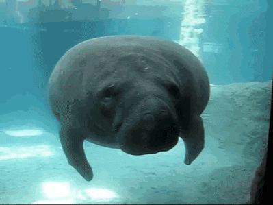 funny animals swimming GIF