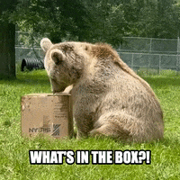 Bear Box GIF by Storyful