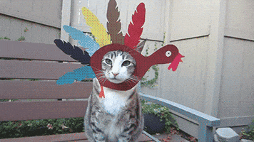 Cat Thanksgiving GIF