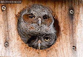 owl searching GIF