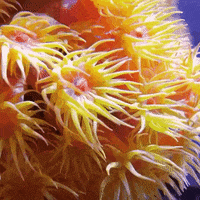 orange muppets GIF by California Academy of Sciences