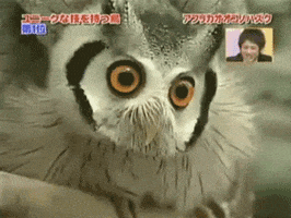 owl watching GIF