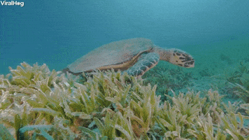 Sea Turtle Swims Along The Seagrass GIF by ViralHog