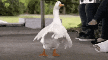 Goose Dancing Duck GIF by memecandy