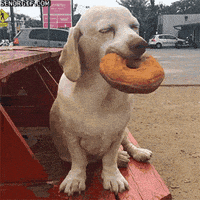 dogs wtf GIF