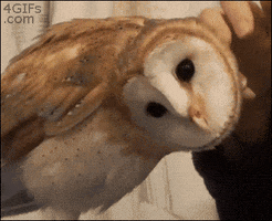 owl deal with it GIF