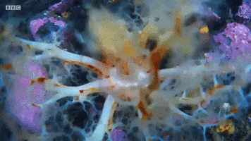 Ocean Coral GIF by Giphy QA