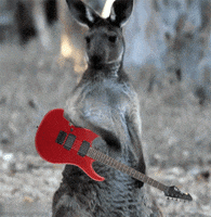 rock star kangaroo GIF