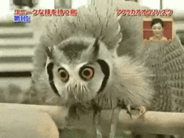owl GIF