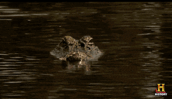 alligator waiting GIF by Swamp People