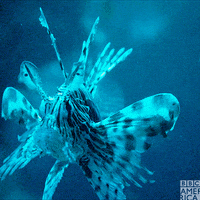 enchanted kingdom fish GIF by BBC America