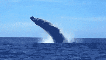 big whale GIF