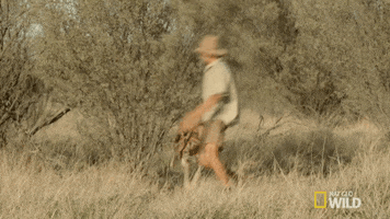 kangaroo dundee fighting GIF by Nat Geo Wild 