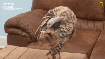 Bird Turkey GIF by Nat Geo Wild