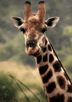 x giraffe GIF by Head Like an Orange