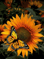 rose city sunflower GIF