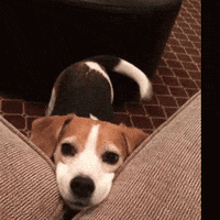 Puppy Beagles GIF