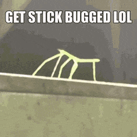 Stickbug GIF