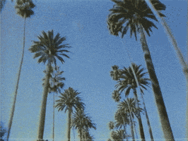 Los Angeles Vintage GIF by vhspositive