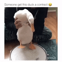 Mood Duck GIF by JustViral.Net