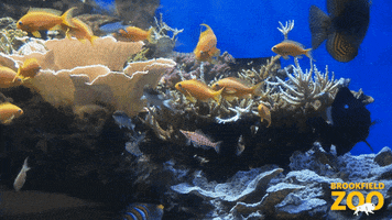 Coral Reef Swimming GIF by Brookfield Zoo