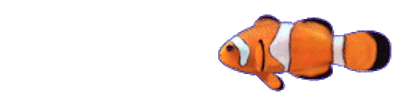 clown fish GIF