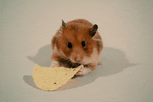 Tortilla Chip Hamster GIF