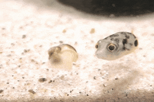 baby fish GIF