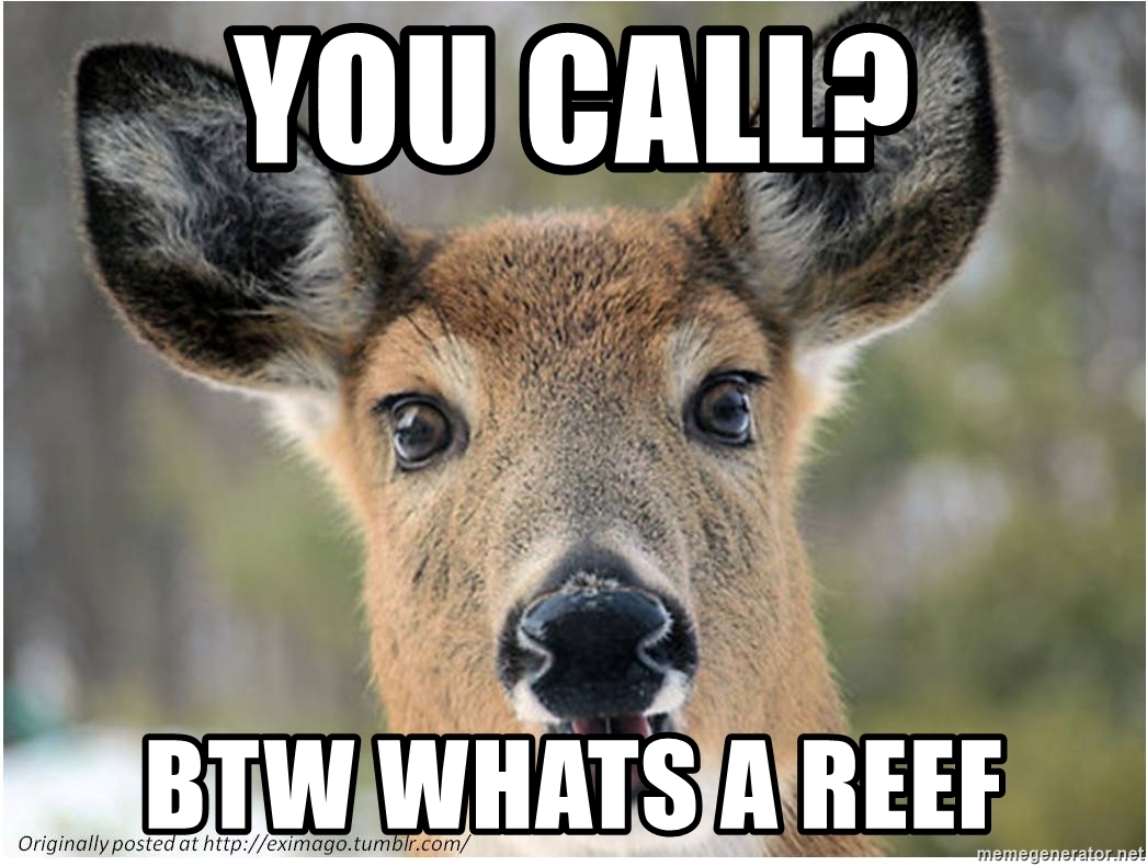 you-call-btw-whats-a-reef.jpg